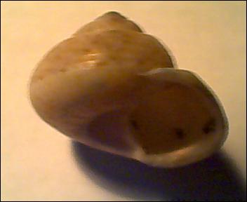 Gibbula da determinare